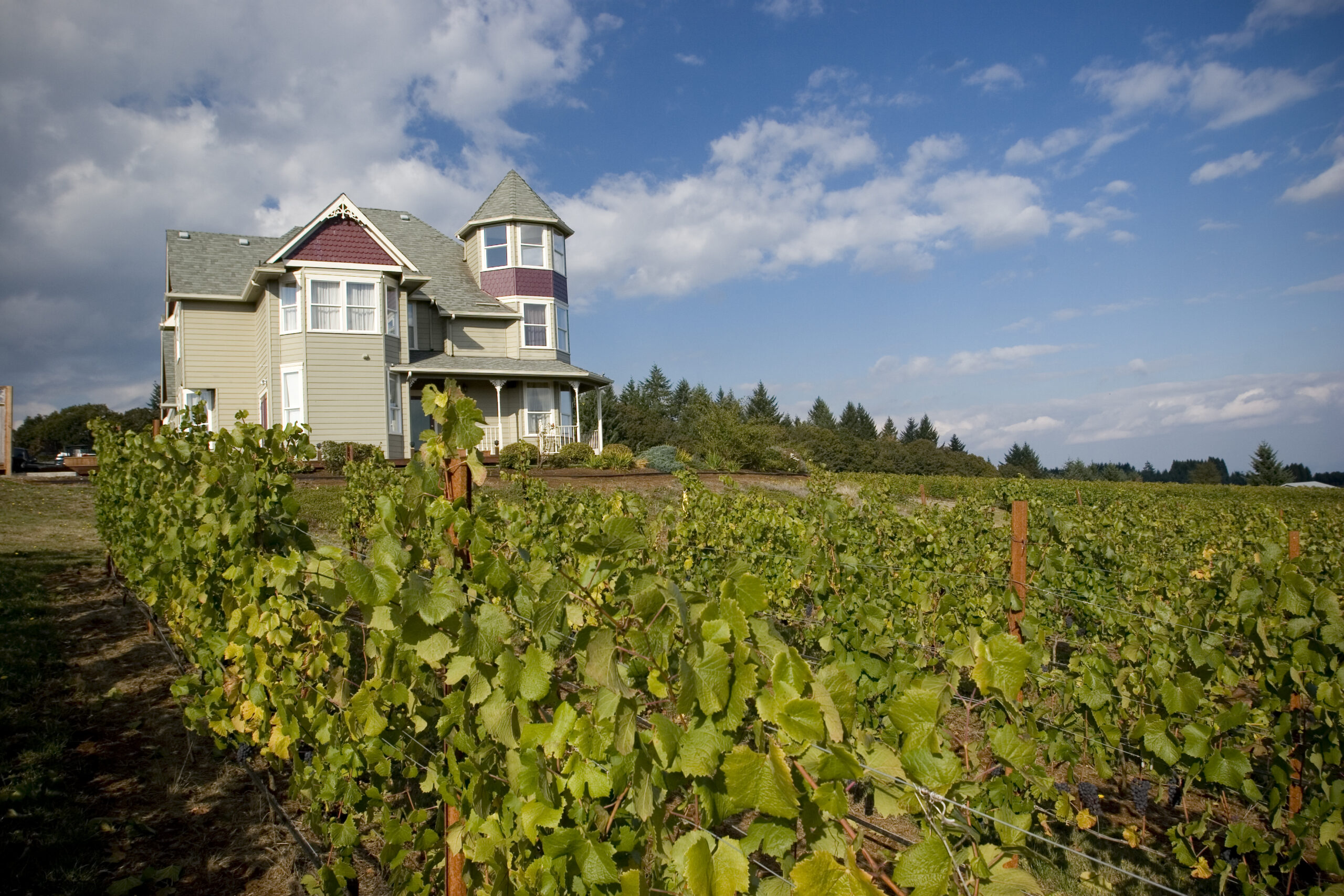 A house with vines growing in the foreground.