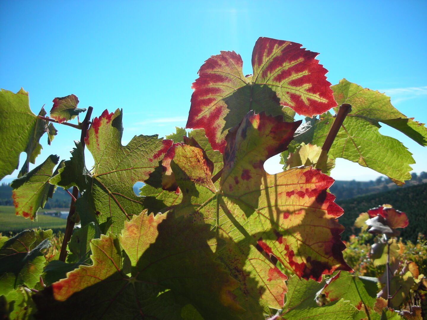 A close up of leaves on a tree