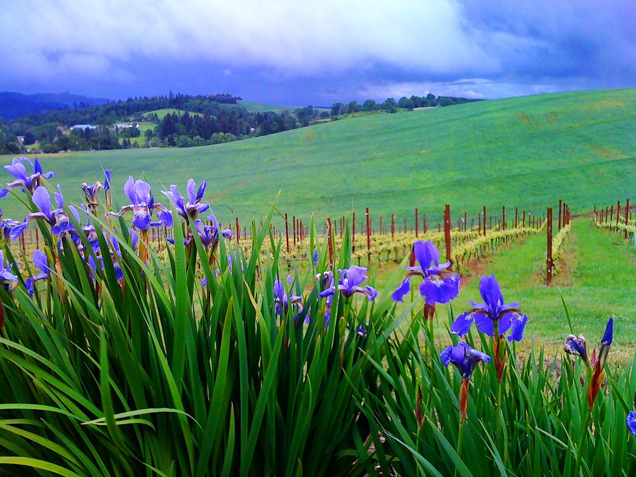 A field with purple flowers and green grass.