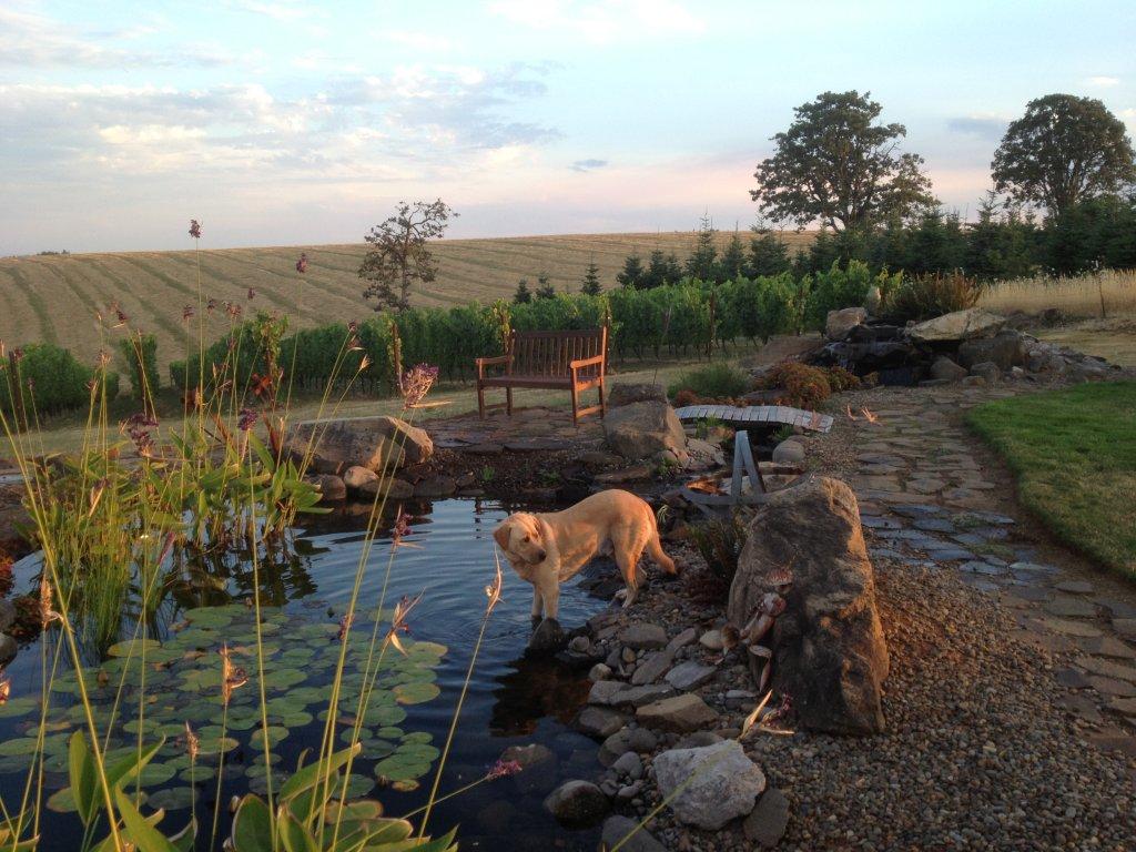 A dog standing in the water near some plants.