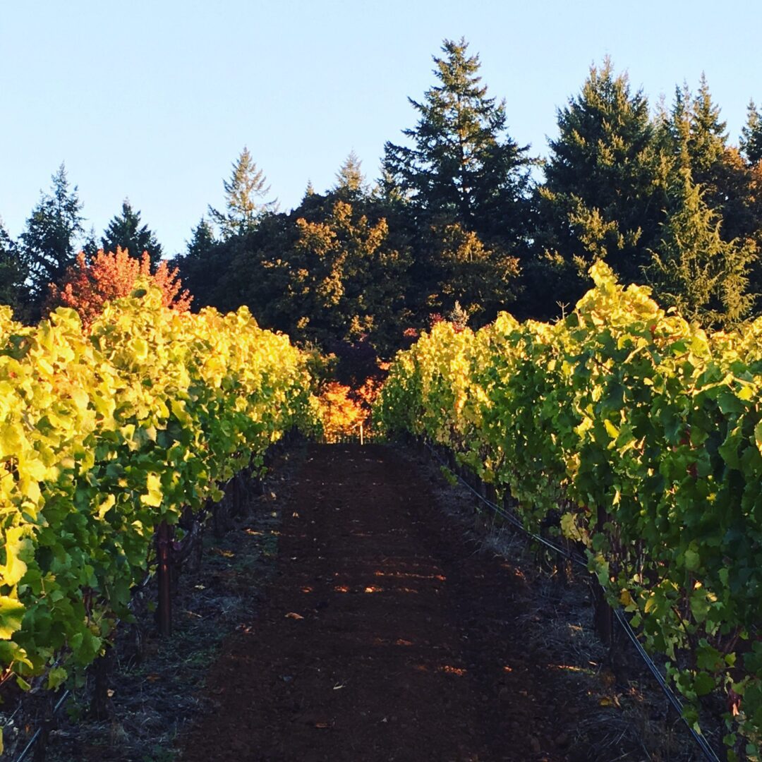 A road in the middle of a vineyard