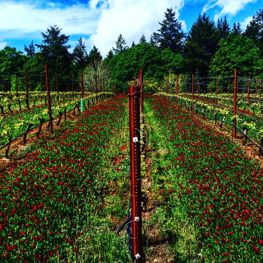 A field of flowers with trees in the background.