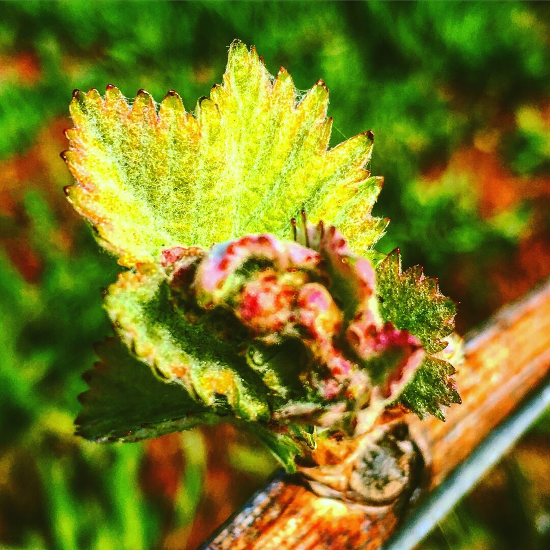 A close up of the leaves on a plant