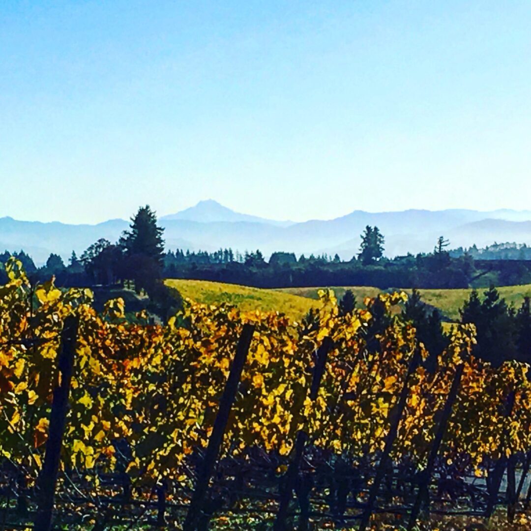 A vineyard with yellow flowers and mountains in the background.