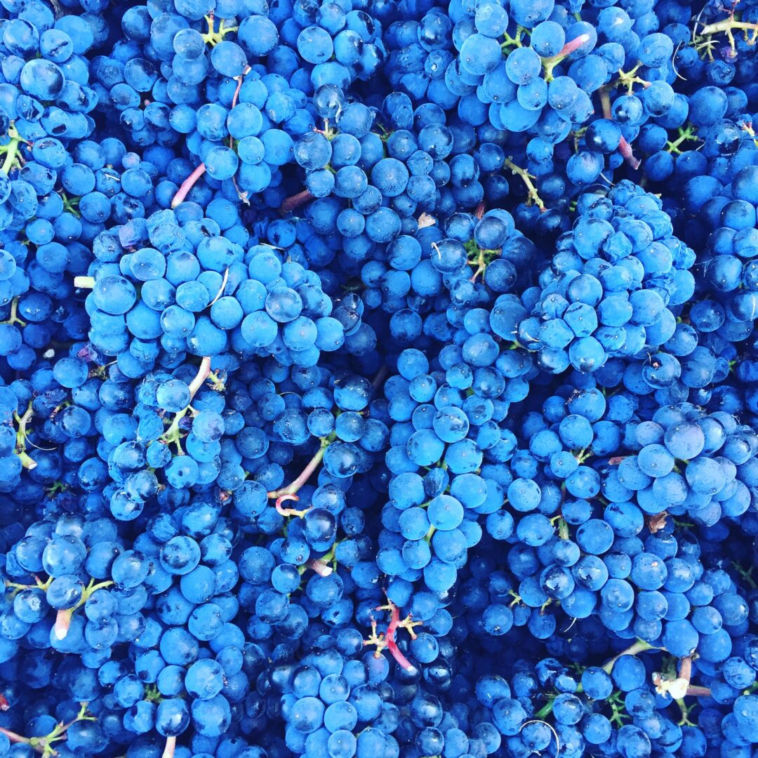 A bunch of blue grapes that are in the air