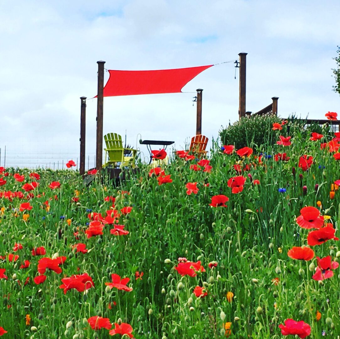 A field of red flowers with a flag in the background.